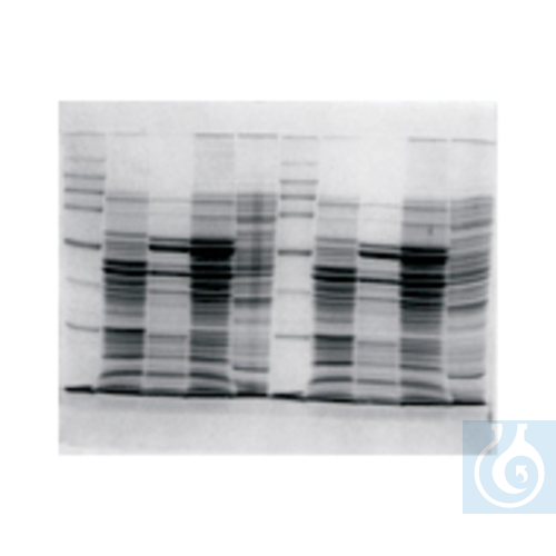 Owl&trade; Dual-Gel Vertical Electrophoresis Systems P10DS Apparatus Only -