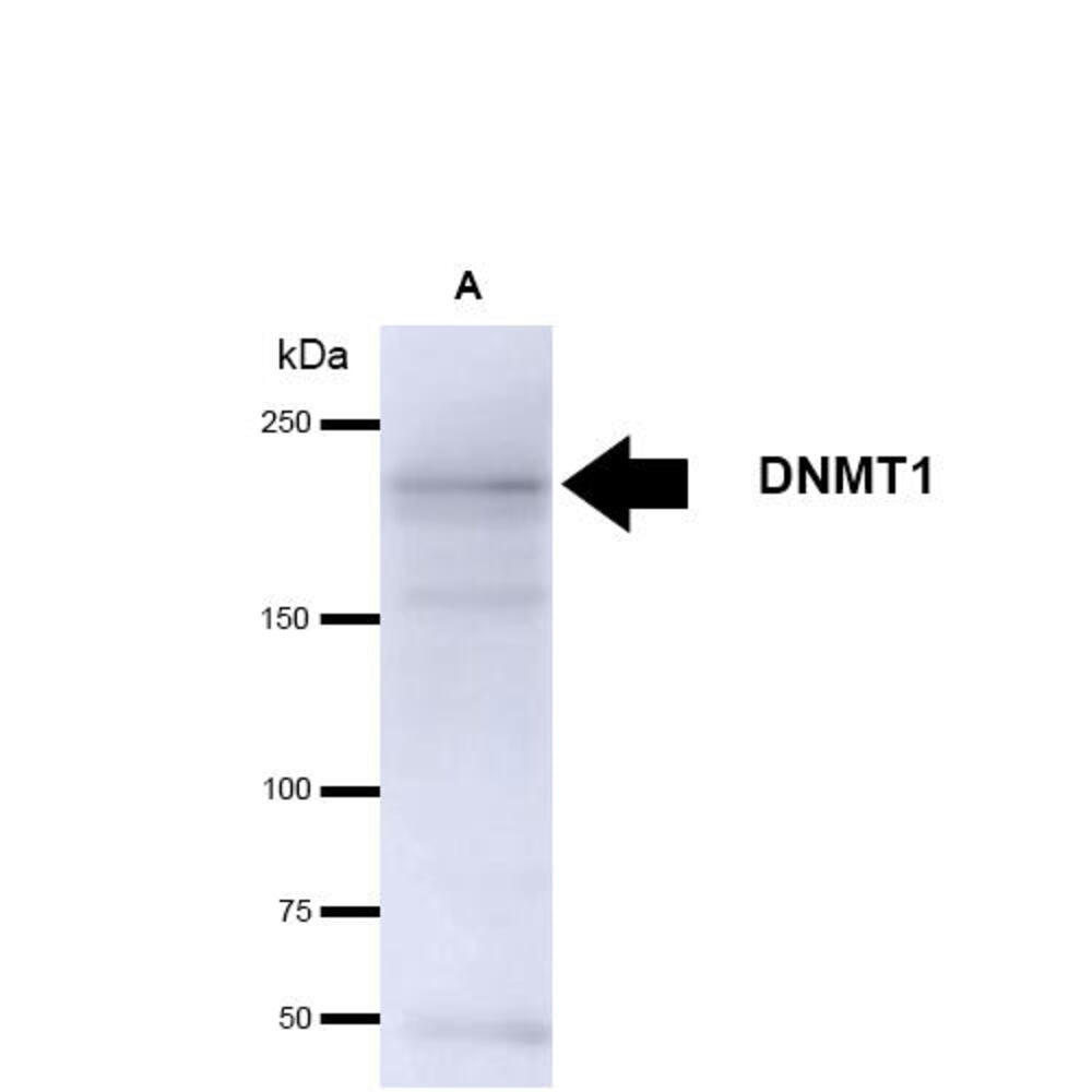 Anti-DNMT1 Antibody [60B1220.1]