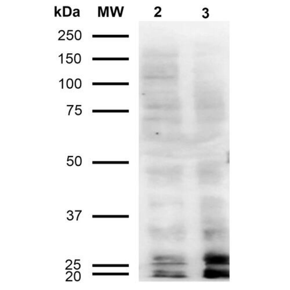 Anti-Malondialdehyde Antibody [11E3]