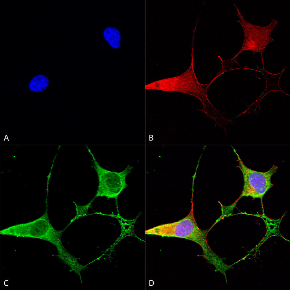 Anti-Ankyrin B Antibody [S105-13]