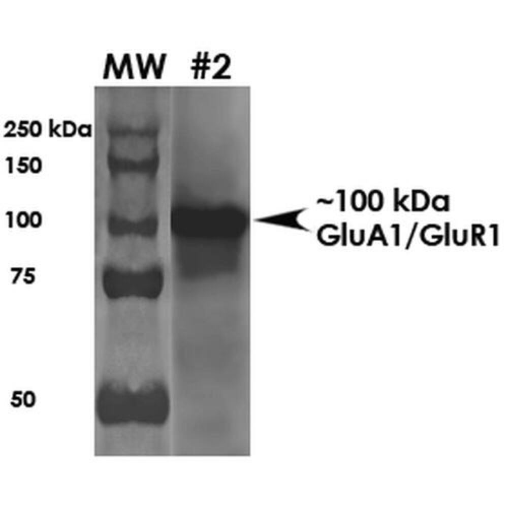 Anti-Glutamate Receptor 1 (AMPA subtype) Antibody [S355-1], 100 µg