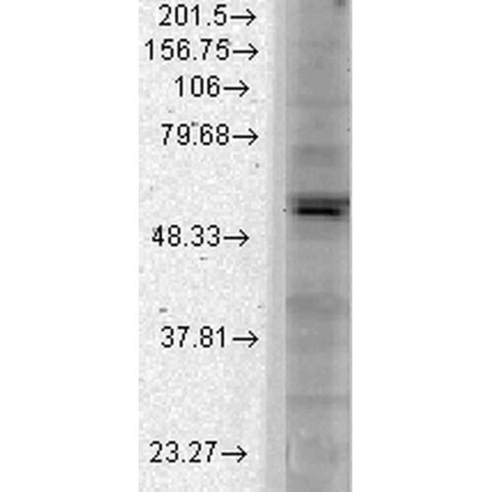 Anti-Kir2.1 Antibody [S112]