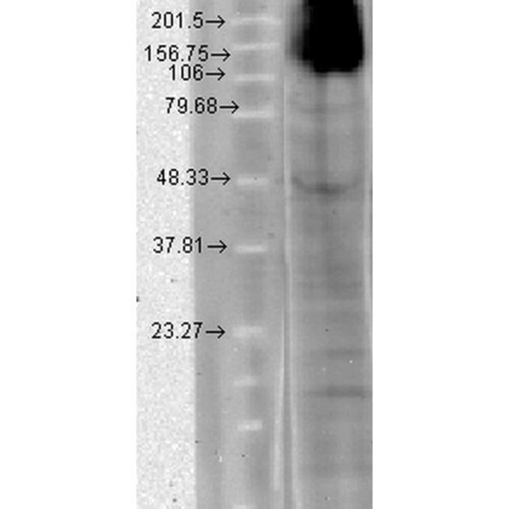 Anti-HCN4 Antibody [N114/10]