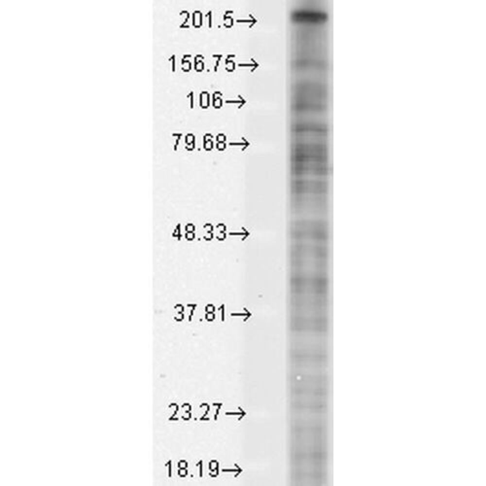 Anti-Nav1.8 Antibody [S134]
