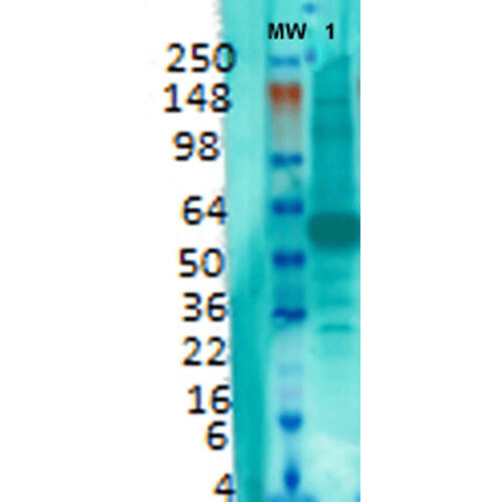 Anti-VGluT1 Antibody [S28-9], 100 µg