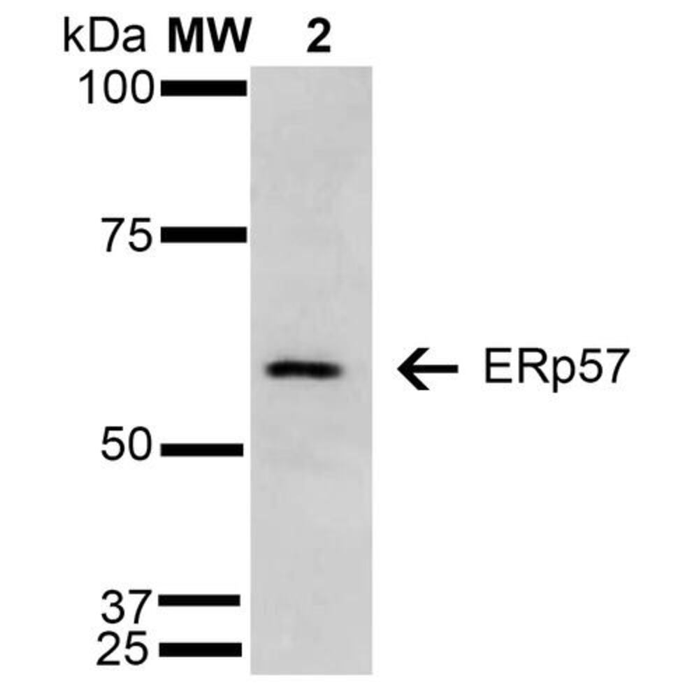 Anti-ERp57 Antibody [4F9]