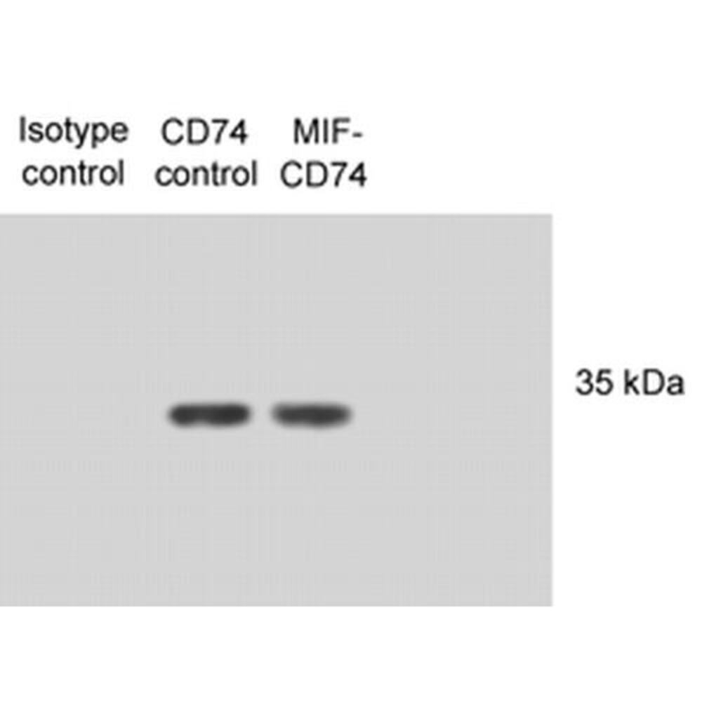 Anti-CD74 Antibody [PIN.1]