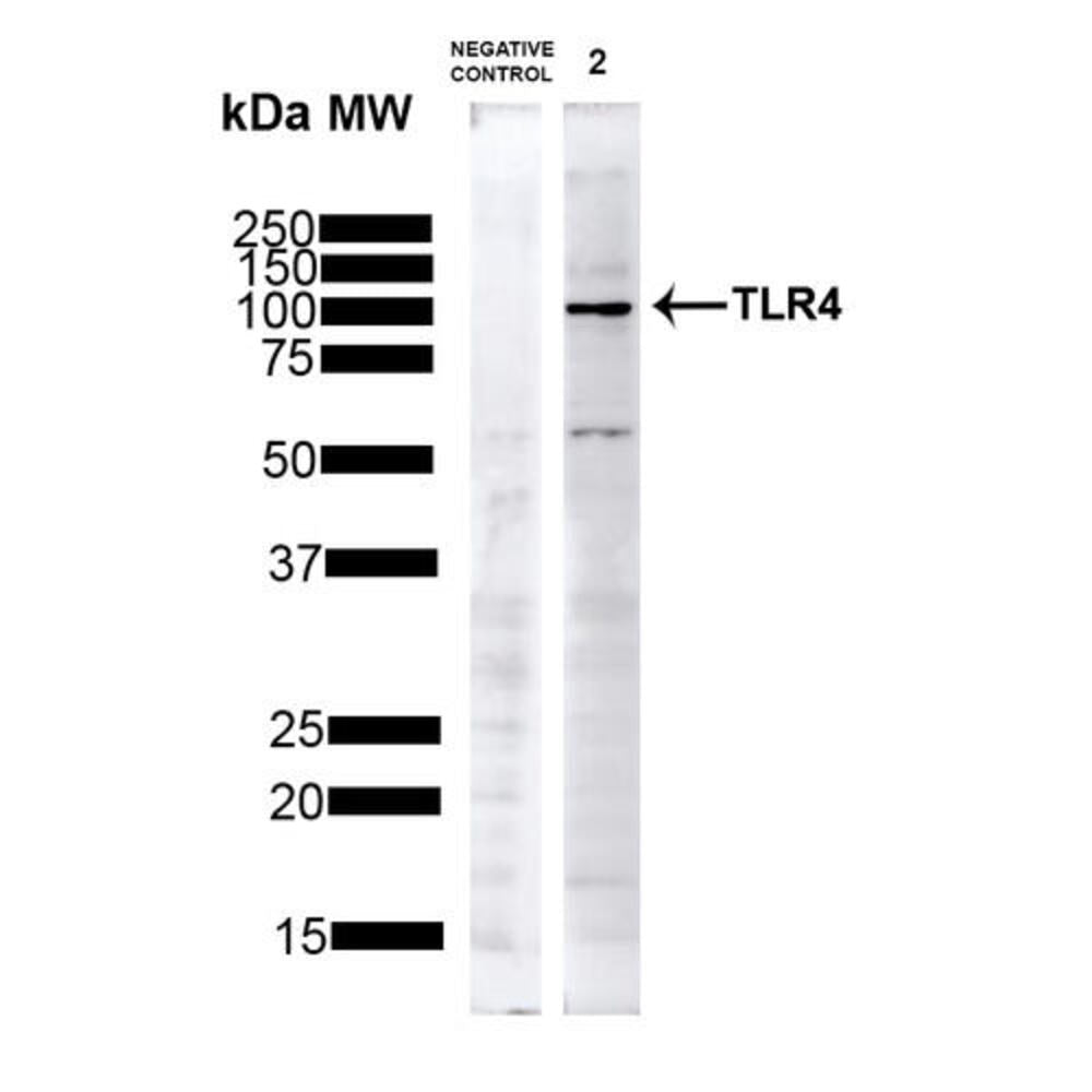 Anti-TLR4 Antibody, 100 µg