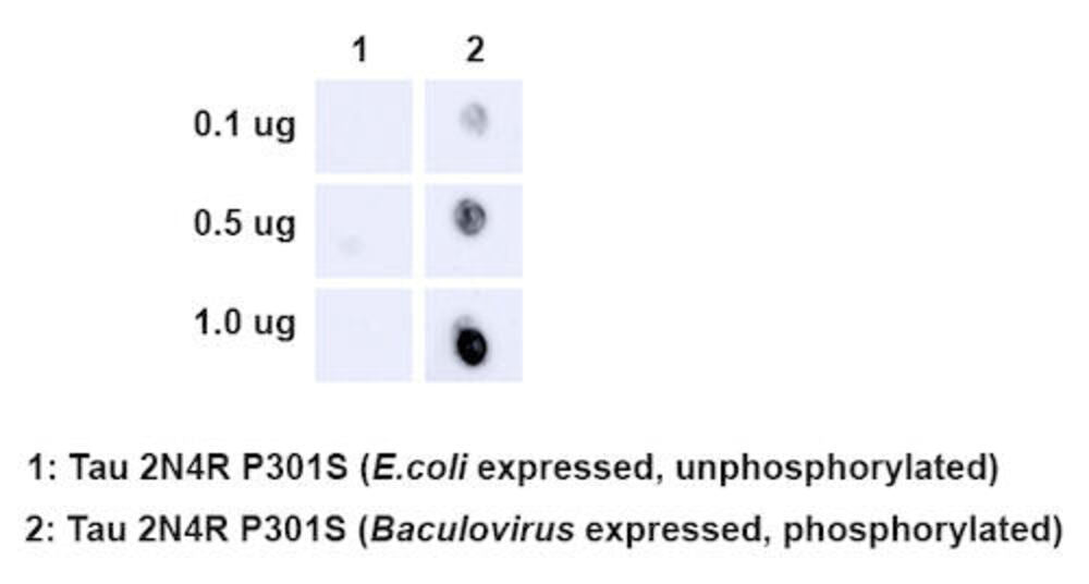 Anti-Tau (phospho Ser202 + Thr205) Antibody [AH36], 100 µg