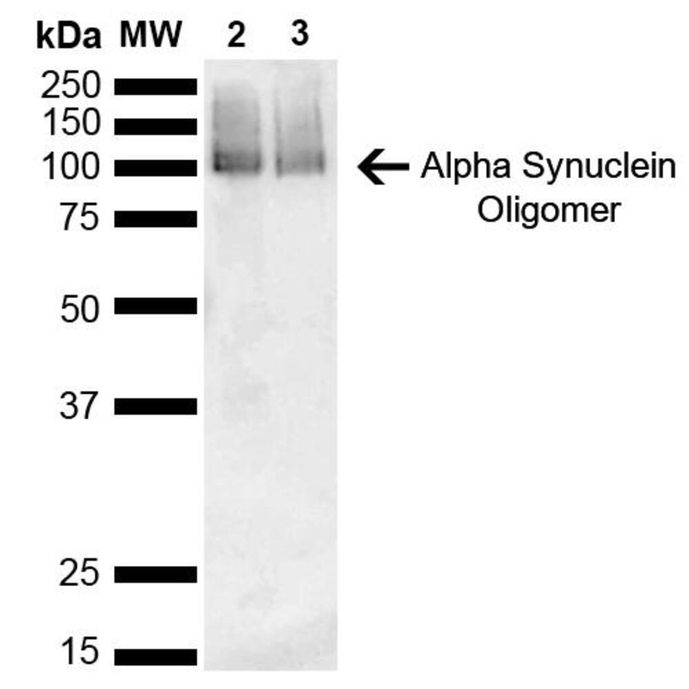 Anti-alpha Synuclein Antibody [3C11]