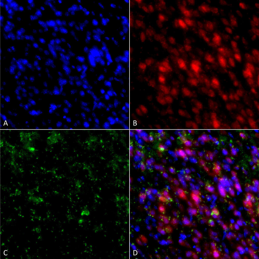 Anti-alpha Synuclein Antibody [4F1]