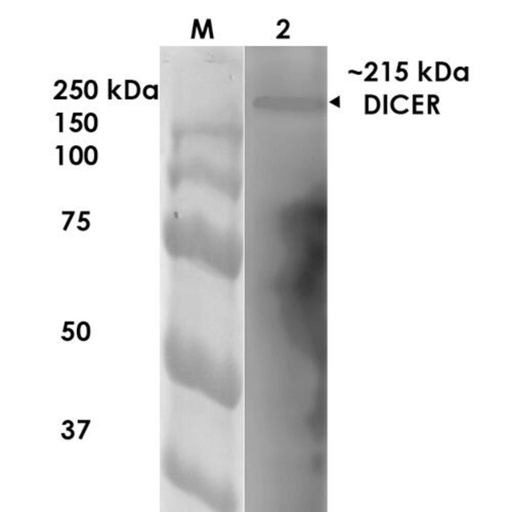 Anti-Dicer Antibody [S167-7]