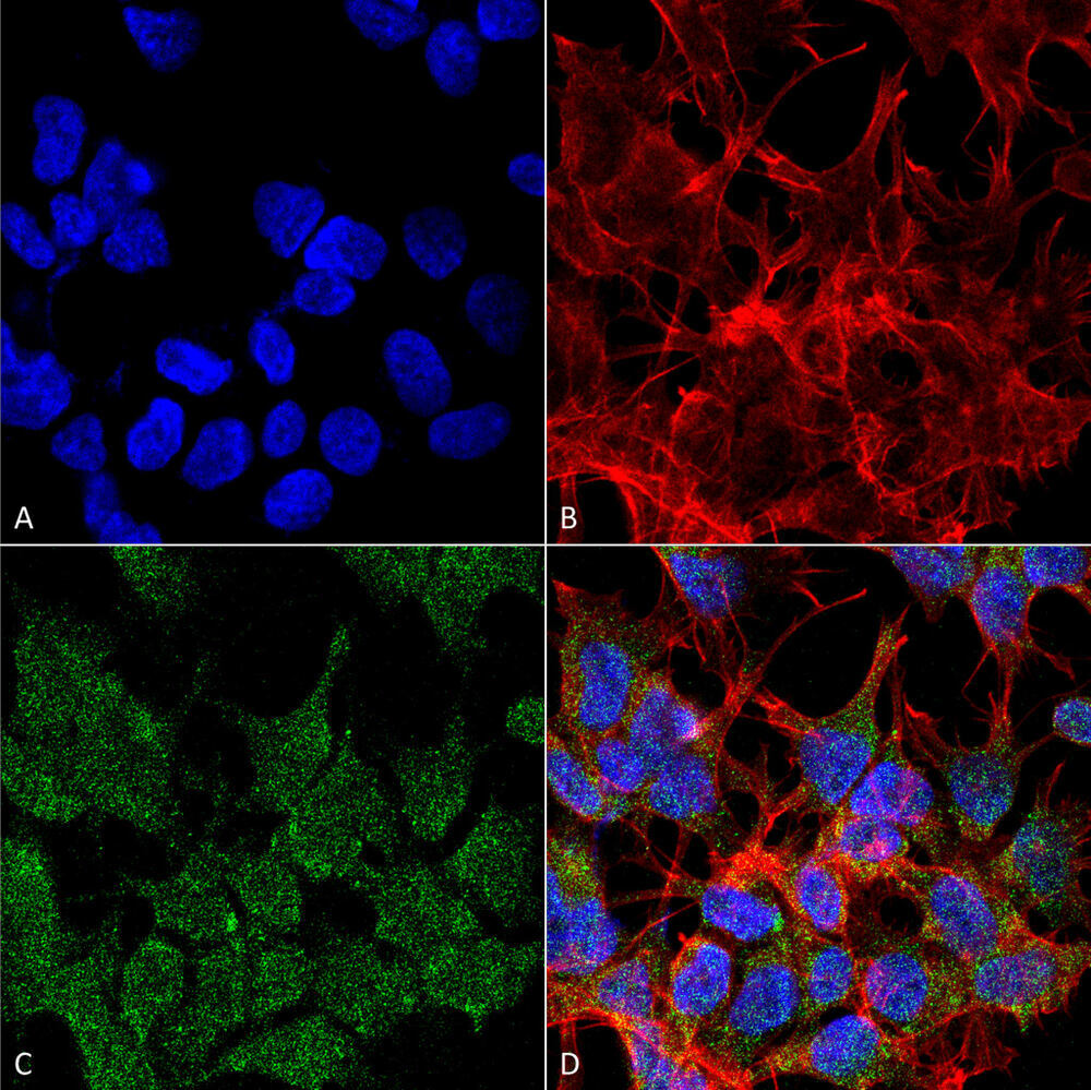 Anti-VGLUT2 Antibody [S29-29]