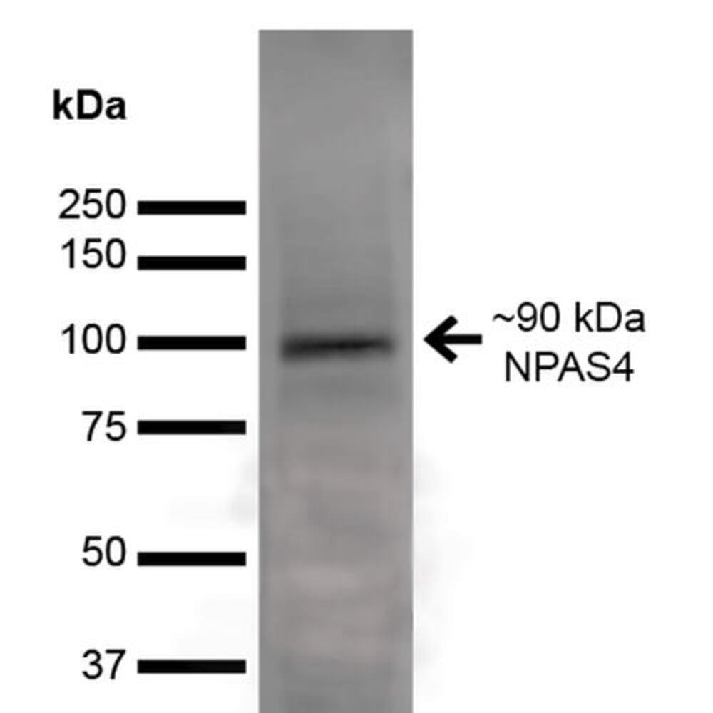 Anti-NPAS4 Antibody [S408-79]