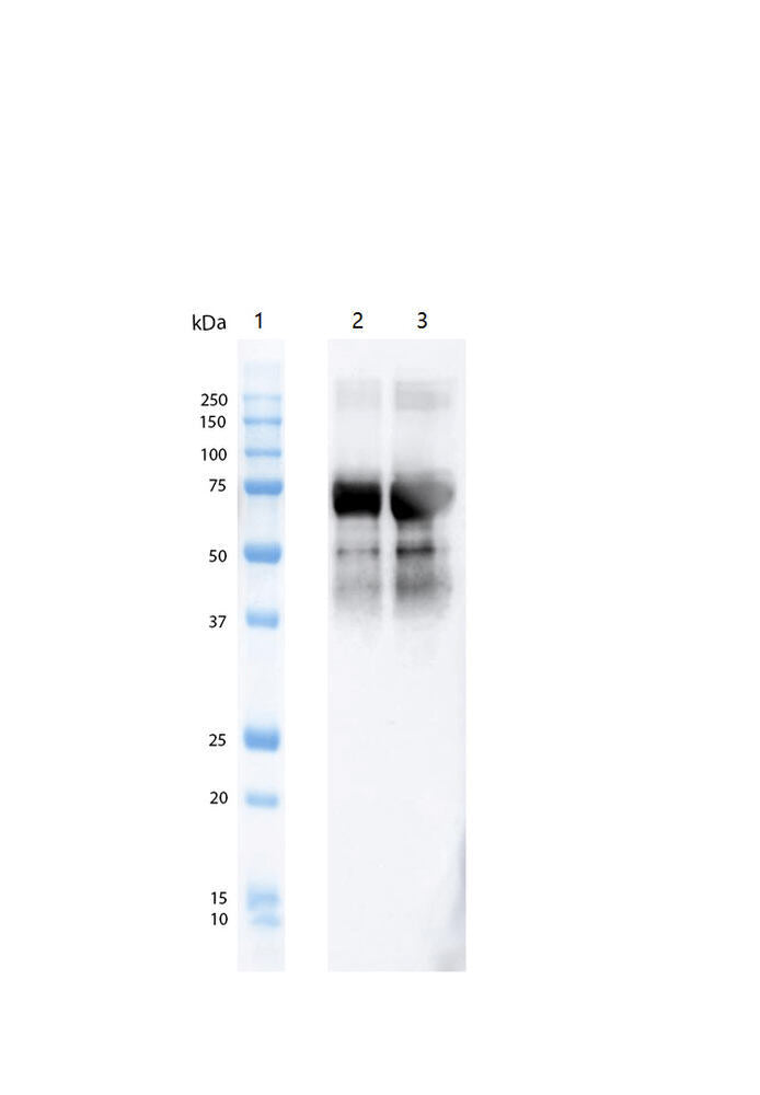 Anti-Tau (phospho Thr217) Antibody [15B7], 100 µg