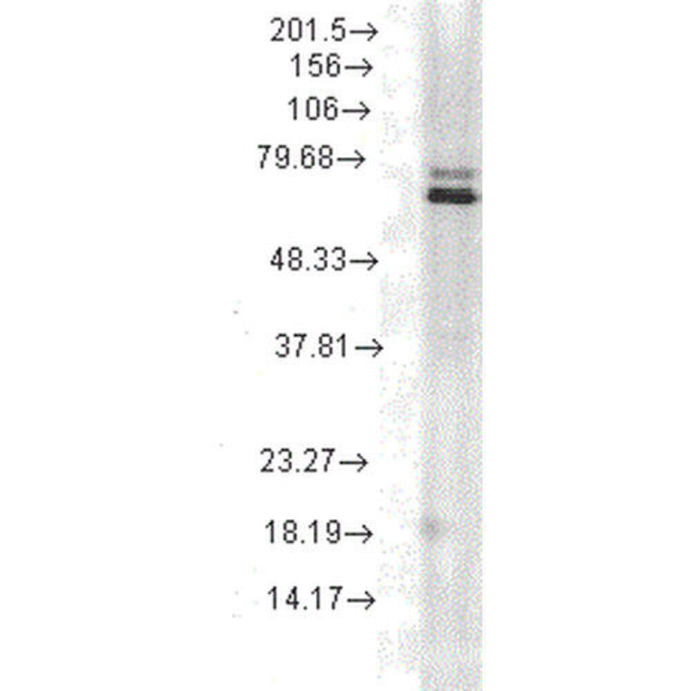 Anti-HSP70 Antibody [5A5], 100 µg