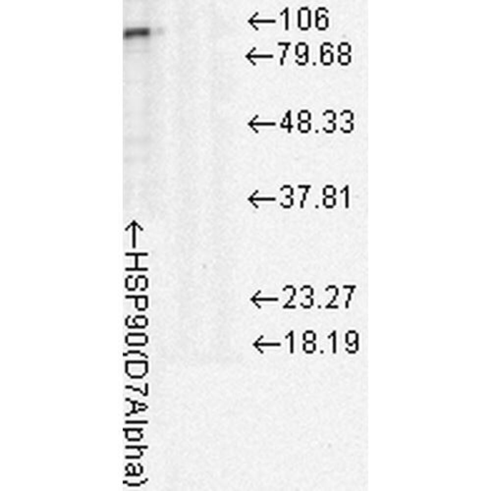 Anti-HSP90 Antibody [D7A], 100 µg