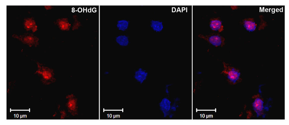 Anti-DNA/RNA Damage Antibody [15A3]
