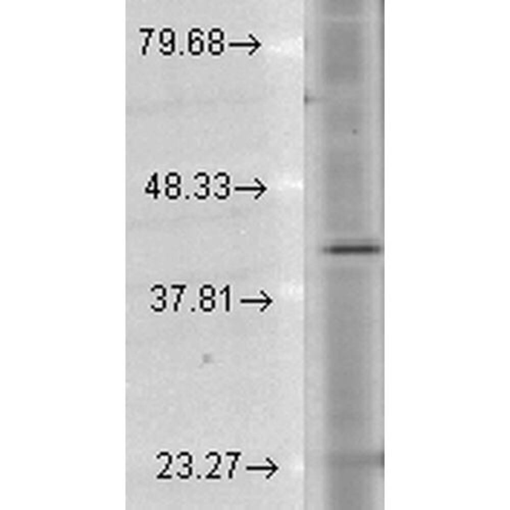 Anti-Rhodopsin Antibody [1D4], 100 µg