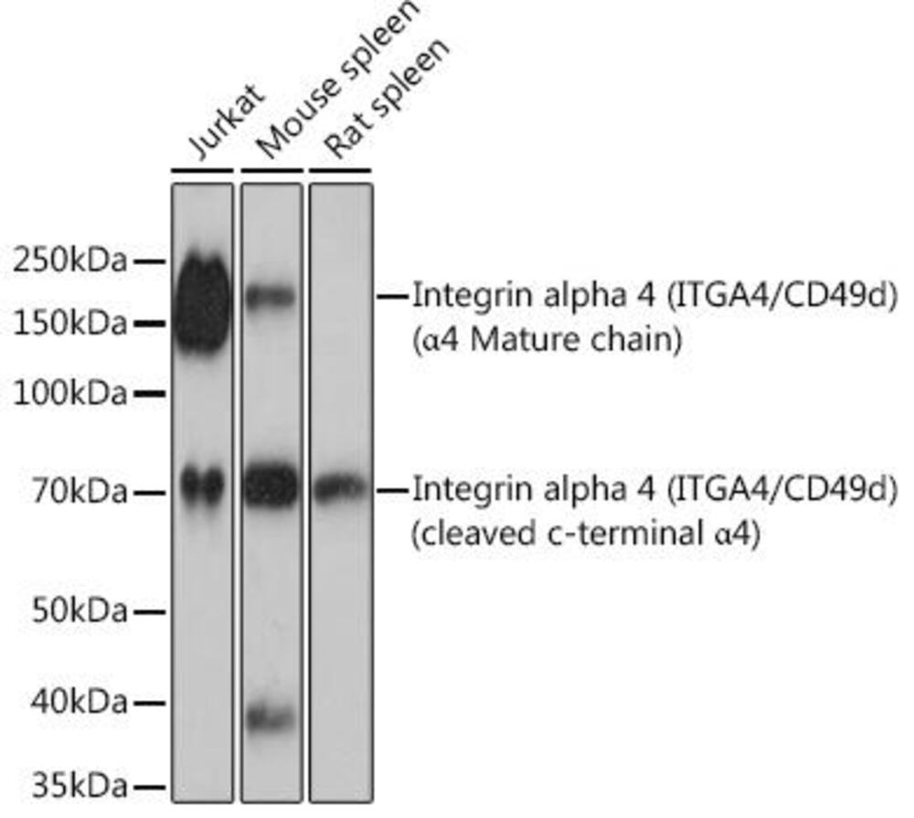 Anti-Integrin alpha 4/CD49D Antibody [AR, C0888], 100 µl