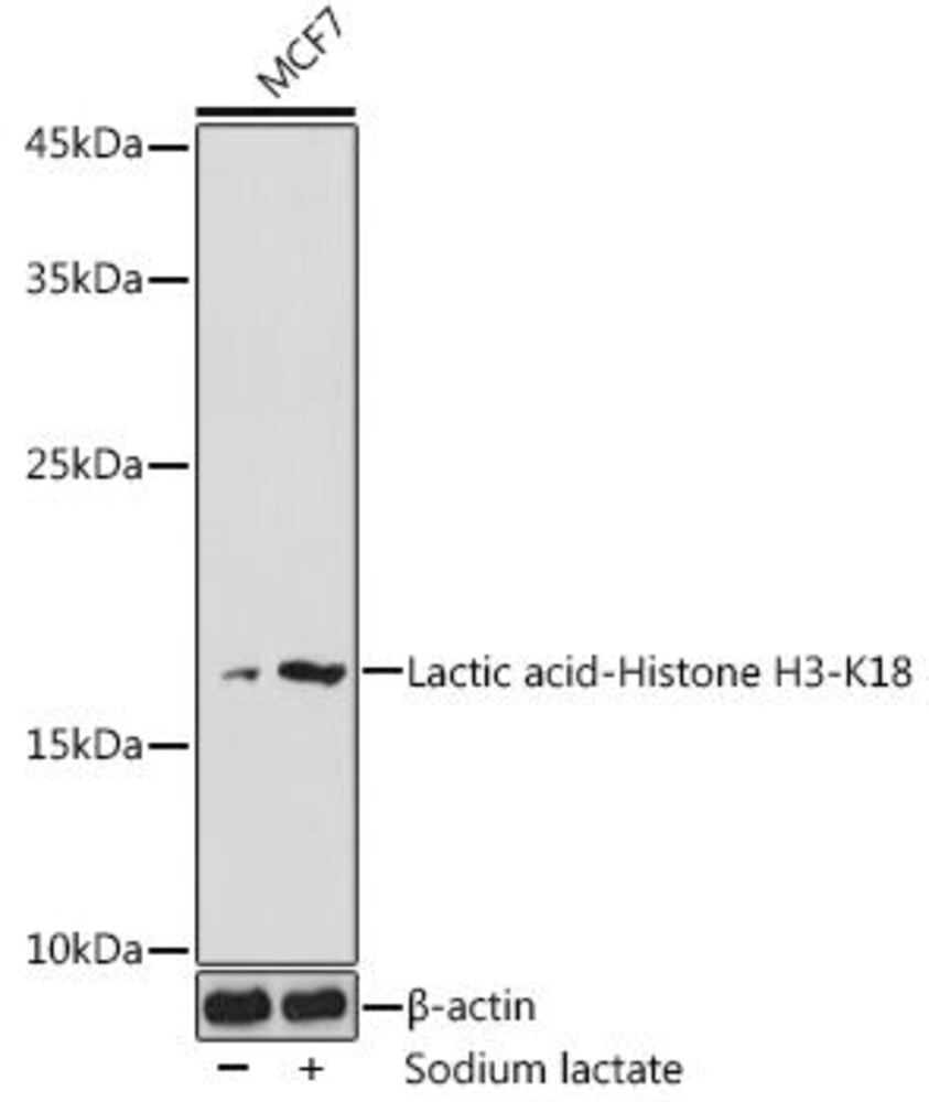 Anti-Histone H3 (lactyl Lys18) Antibody, 100 µl