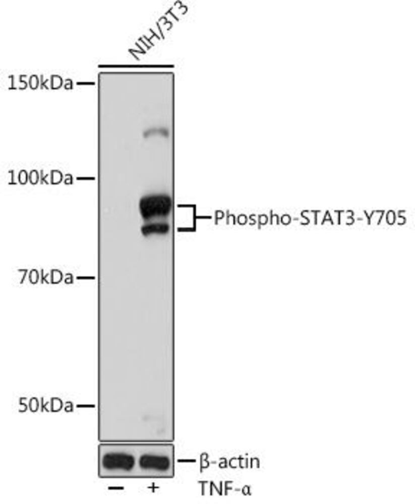 Anti-STAT3 (phospho Tyr705) Antibody [AR, C50831], 100 µl