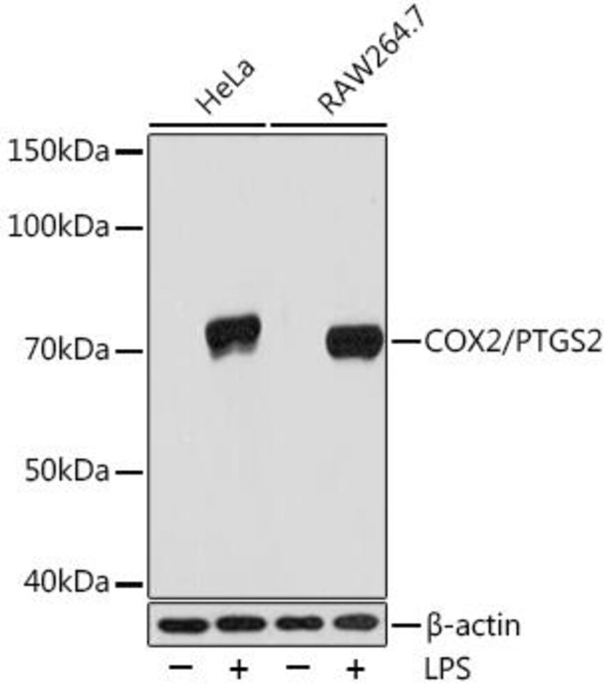 Anti-COX2 Antibody [ARC0800]