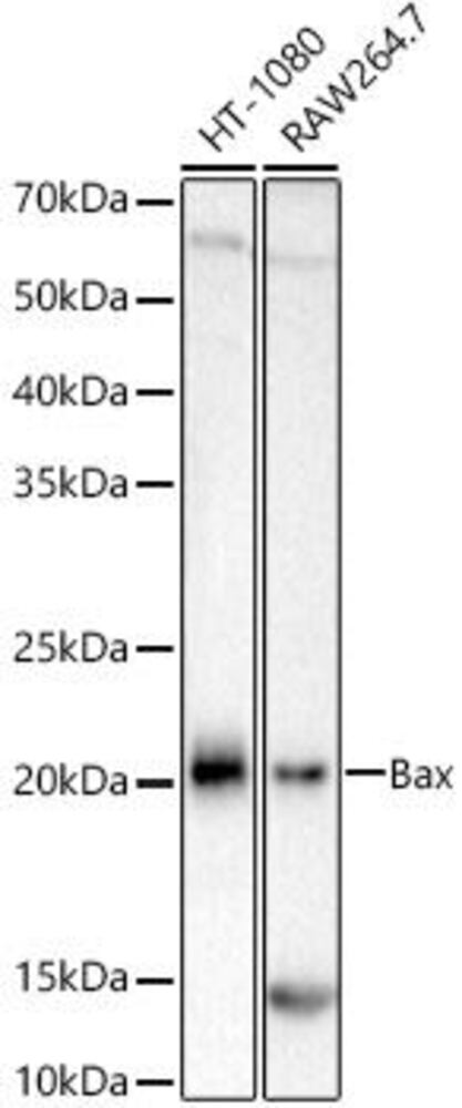 Anti-Bax Antibody [ARC5006-10]