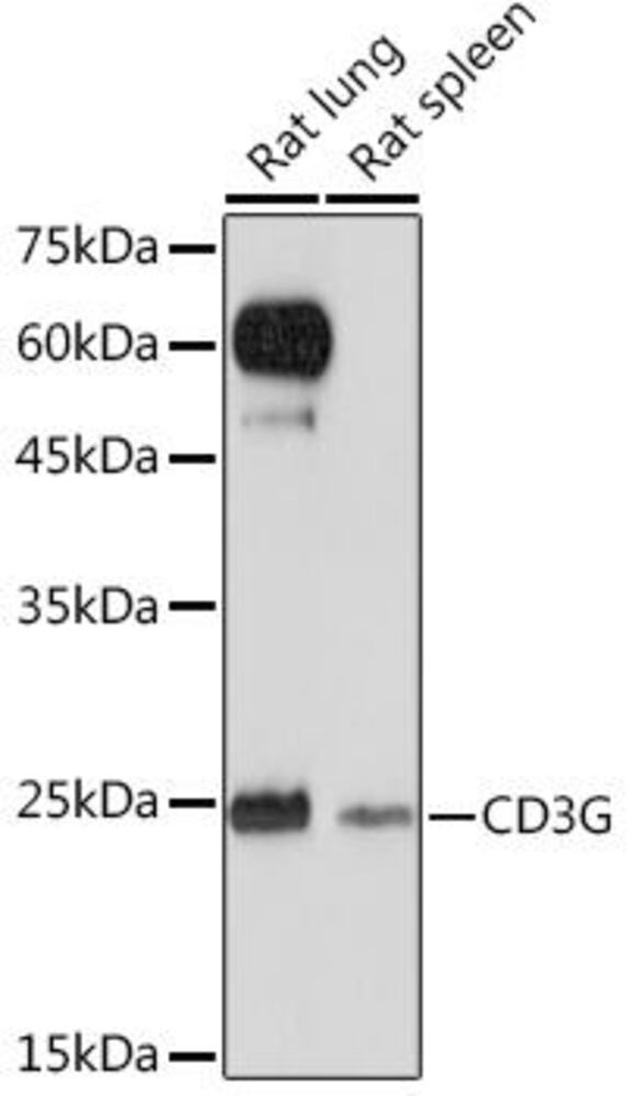 Anti-CD3G Antibody [ARC2105], 100 µl