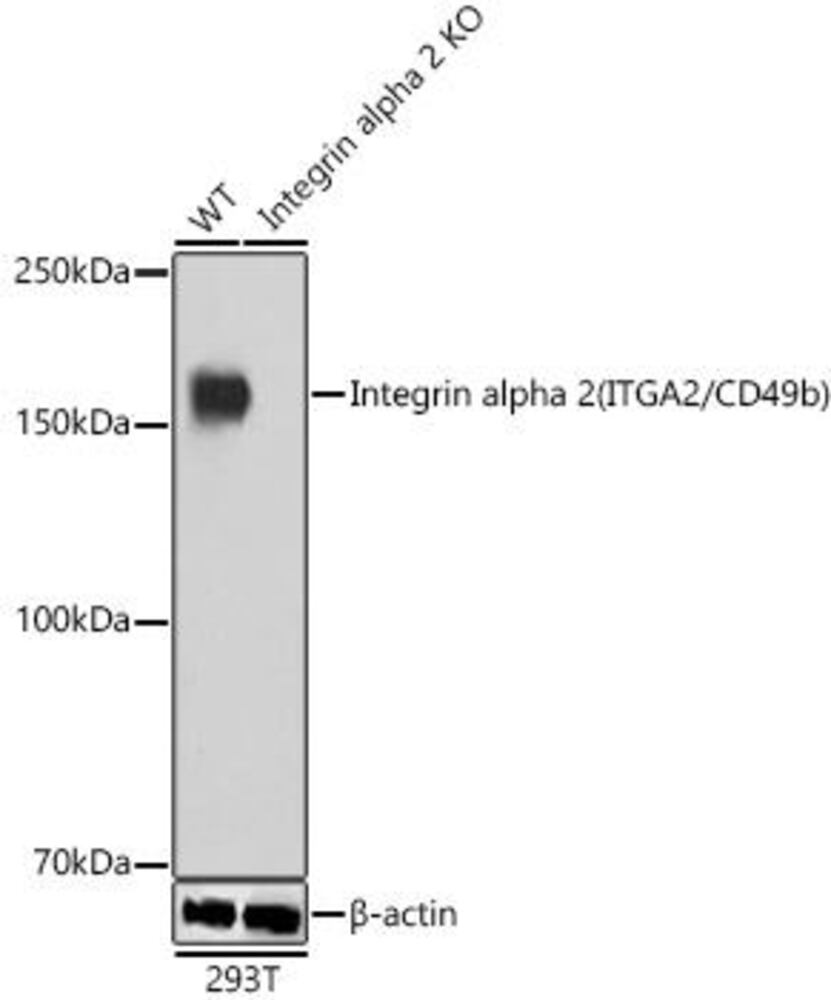 Anti-Integrin alpha 2 Antibody [ARC0457]