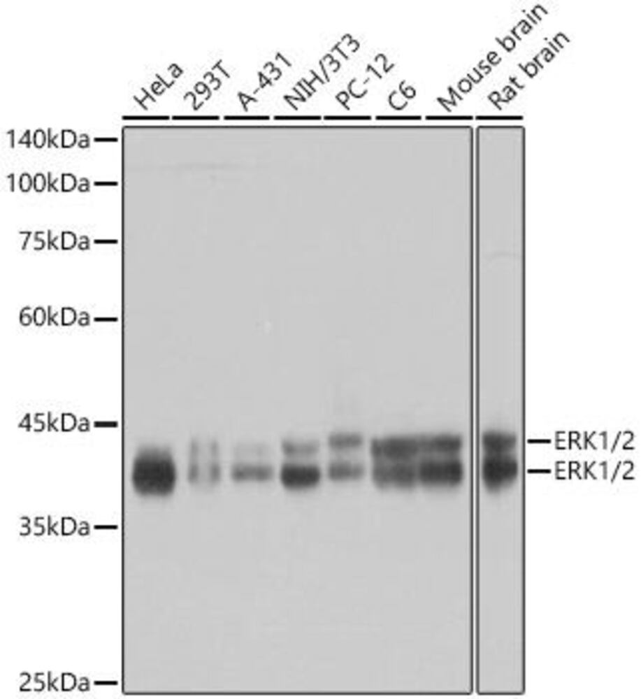 Anti-ERK1 + ERK2 Antibody [ARC0212]