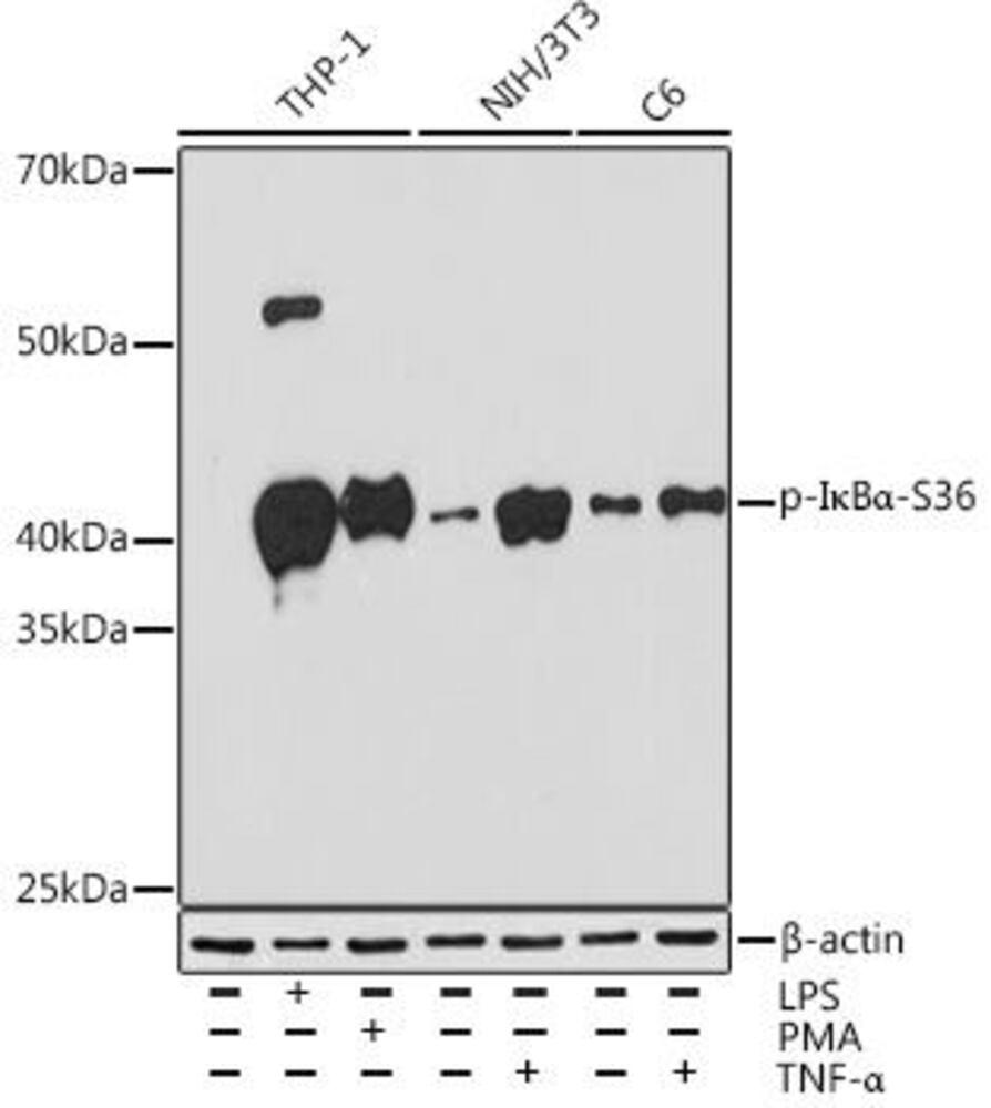 Anti-IKB alpha (phospho Ser36) Antibody, clone ARC1543, 100 µl