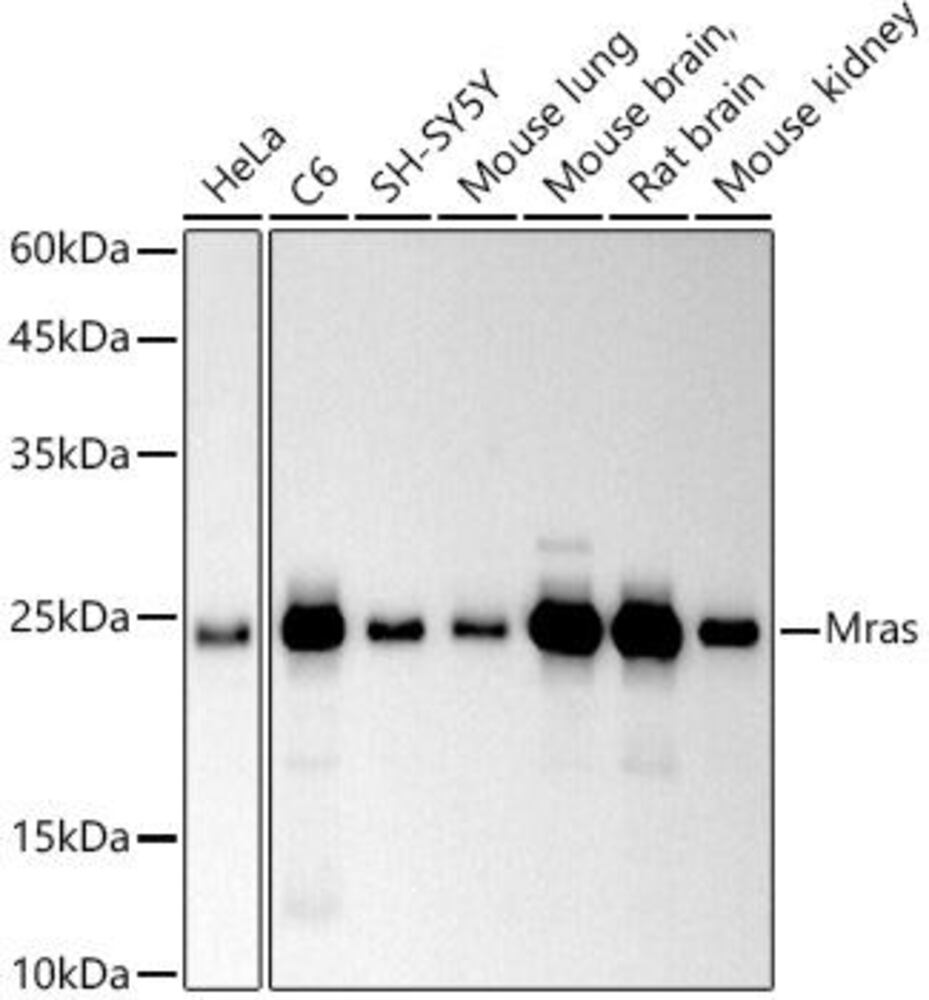 Anti-MRas Antibody [ARC2946]