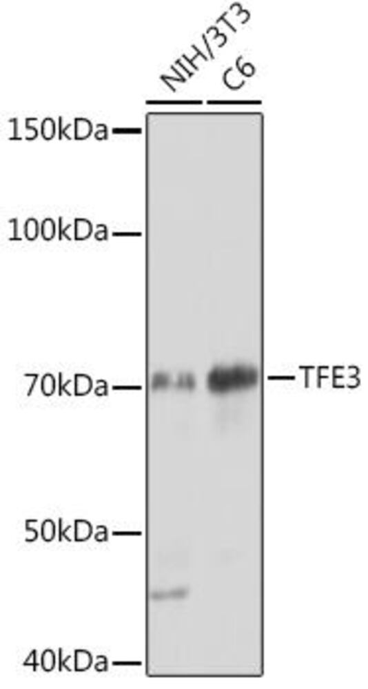 Anti-TFE3 Antibody [ARC1829]