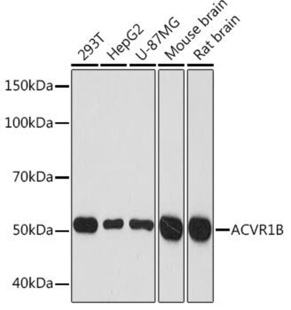 Anti-activin A receptor type IB/ALK-4 antibody [ARC1899], 100 µl