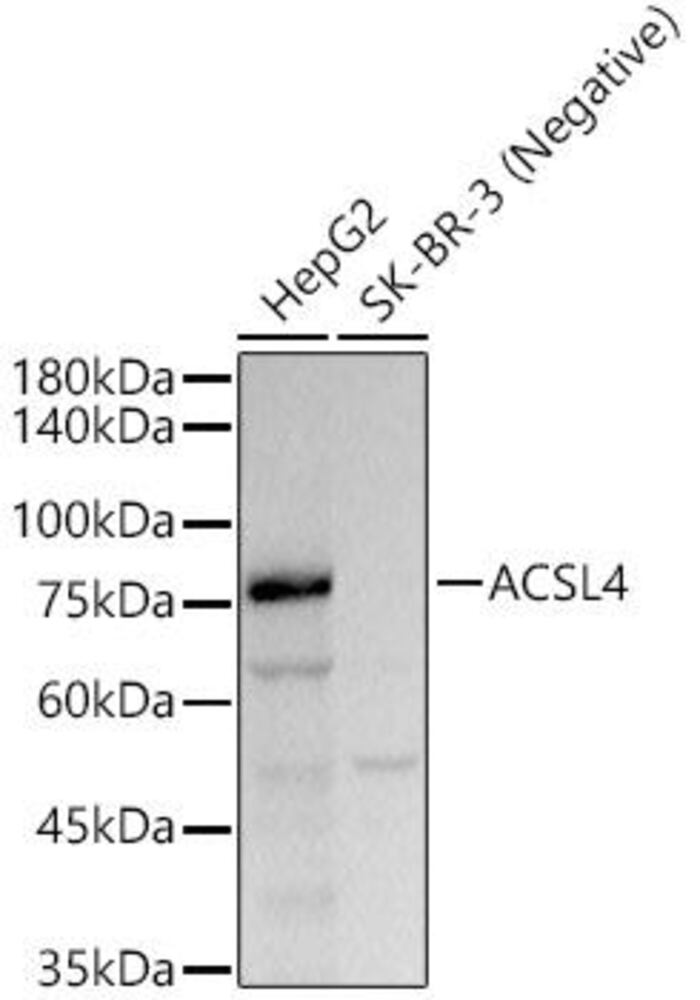 Anti-FACL4 Antibody [ARC53209]