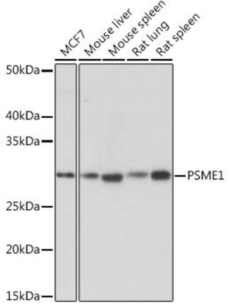 Anti-PSME1 Antibody [ARC1254]