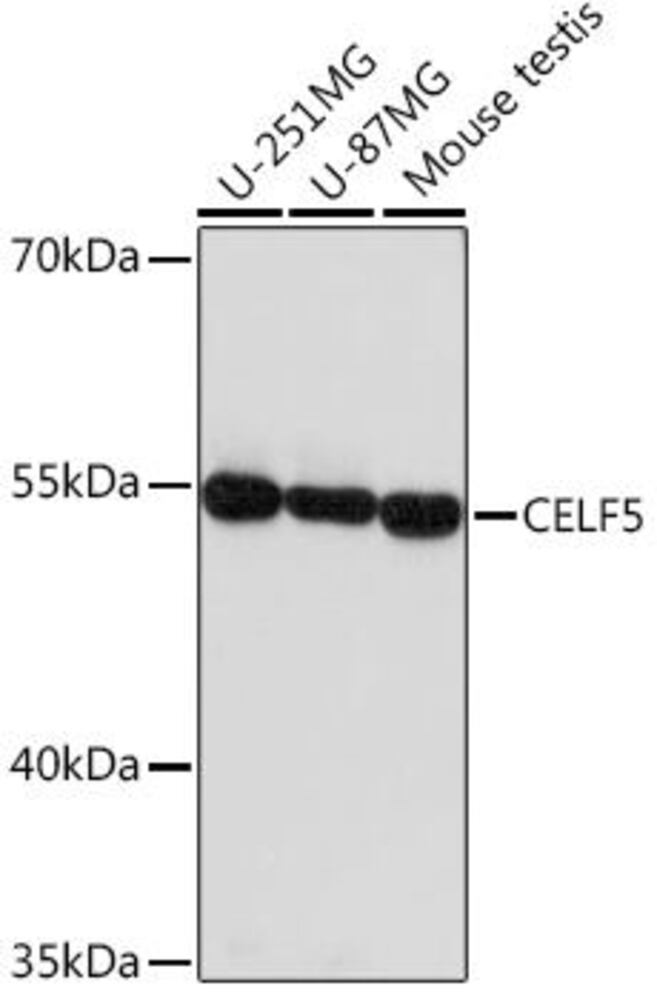 Anti-CELF5 Antibody, 100 µl