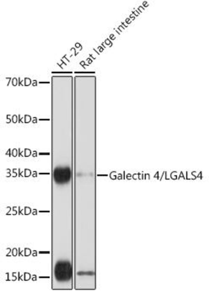 Anti-GAL4 Antibody [ARC2073], 100 µl