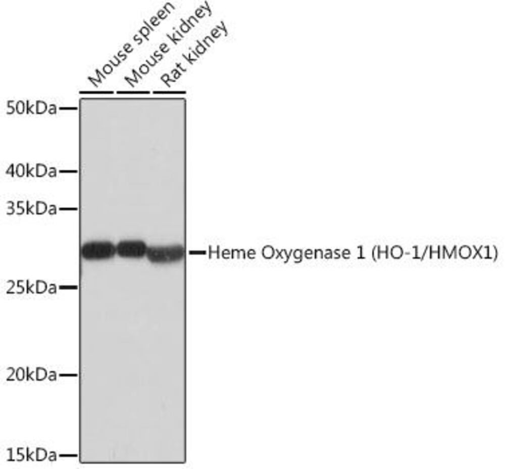 Anti-Heme Oxygenase 1 Antibody [ARC53508]