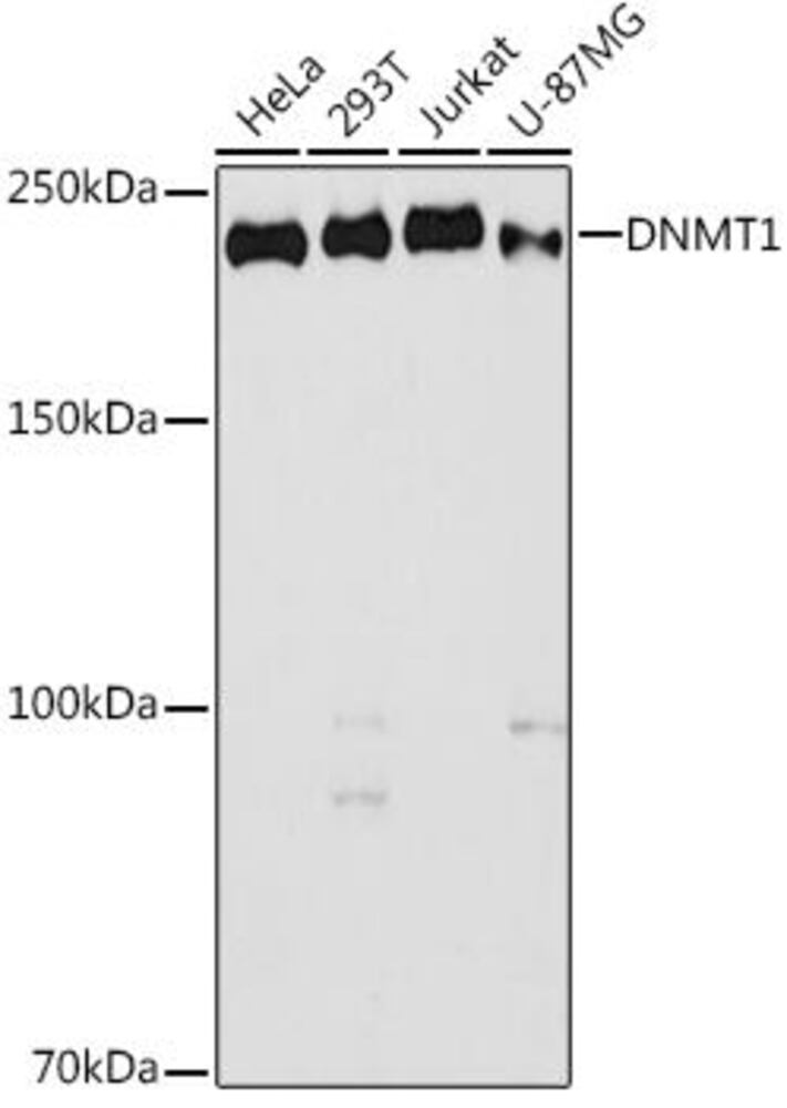 Anti-Dnmt1 Antibody, 100 µl