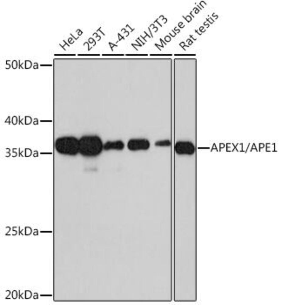 Anti-APE1 Antibody [ARC0556]