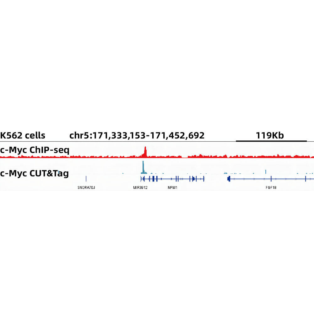Anti-c-Myc Antibody [ARC0412]