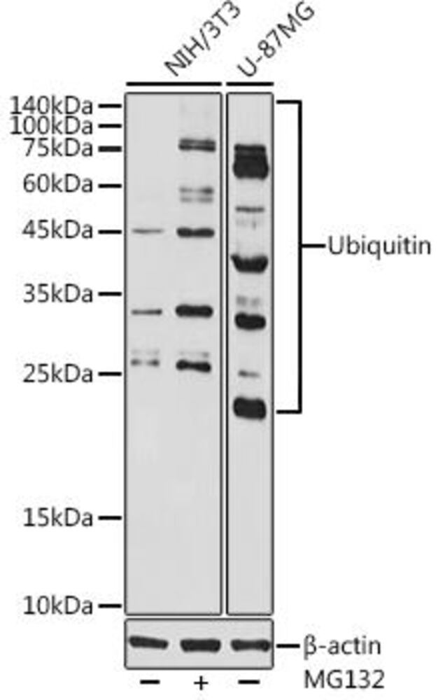 Anti-Ubiquitin Antibody, 100 µl