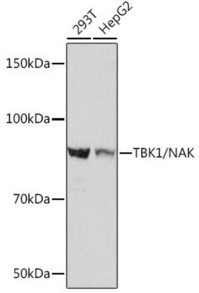 Anti-NAK/TBK1 Antibody [ARC0778], 100 µl