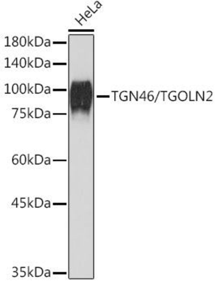 Anti-TGN46 Antibody [ARC2197]