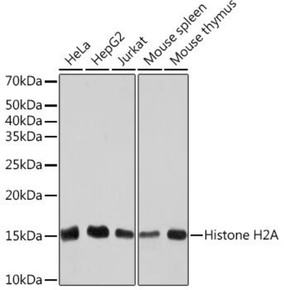 Anti-Histone H2A Antibody [ARC2072]