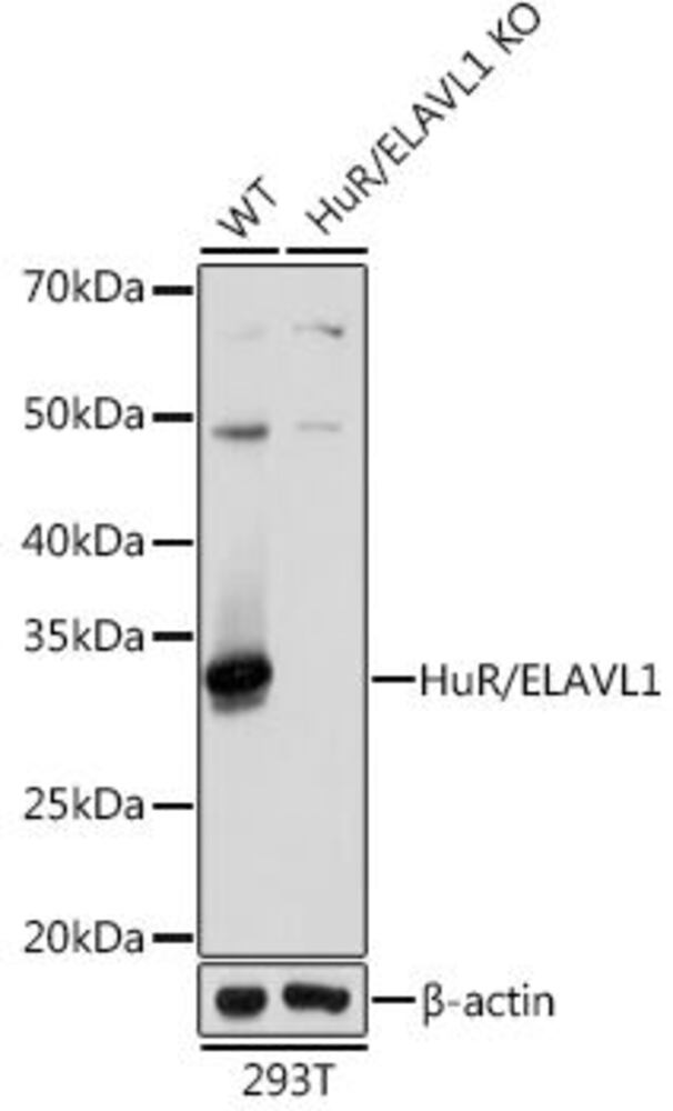 Anti-HuR/ELAVL1 Antibody [ARC0101]