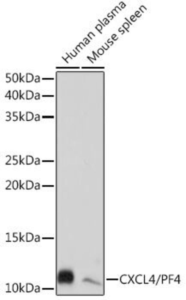 Anti-PF4 Antibody [ARC2076]