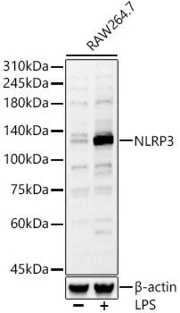 Anti-NLRP3 Antibody